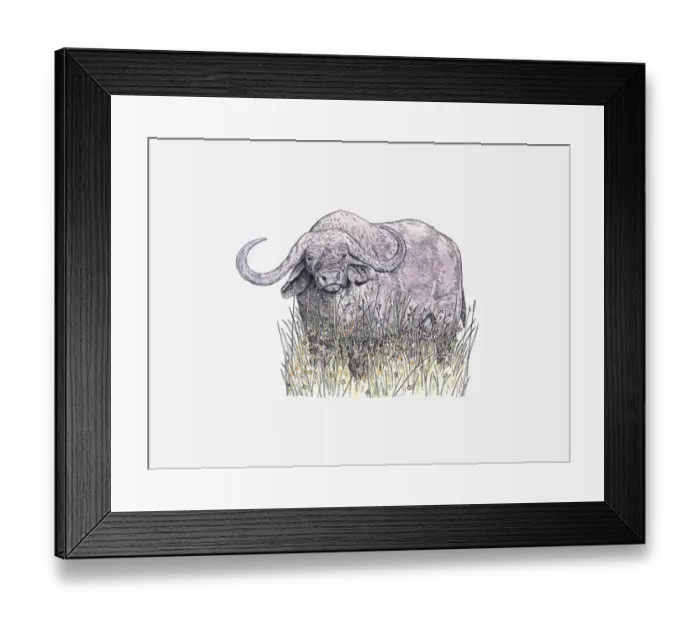 Framed Print : Illustration of African Buffalo (Syncerus caffer) standing on grass Framed Print : Illustration of African Buffalo (Syncerus caffer) standing on grass