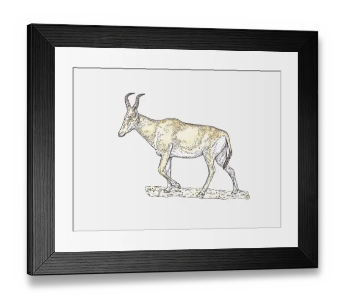 Framed Print : Illustration of Hartebeest (Alcelaphus buselaphus) walking on arid ground Framed Print : Illustration of Hartebeest (Alcelaphus buselaphus) walking on arid ground