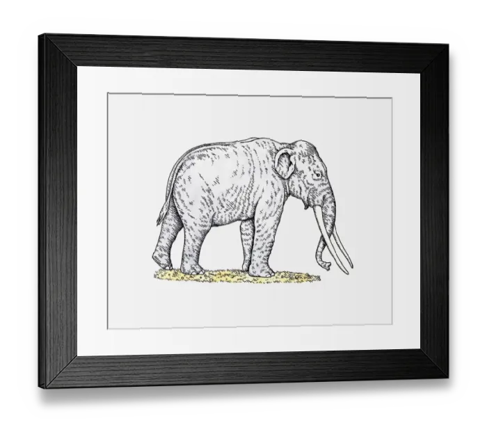 Framed Print : Illustration of Straight-tusked Elephant (Palaeoloxodon antiquus) from Pleistocene epoch Framed Print : Illustration of Straight-tusked Elephant (Palaeoloxodon antiquus) from Pleistocene epoch