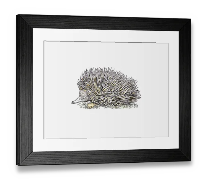 Framed Print : Illustration of Long-beaked Echidna (Zaglossus) Framed Print : Illustration of Long-beaked Echidna (Zaglossus)