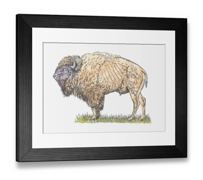 Framed Print : Illustration of male Steppe Bison or Steppe Wisent (Bison priscus) standing on grass Framed Print : Illustration of male Steppe Bison or Steppe Wisent (Bison priscus) standing on grass