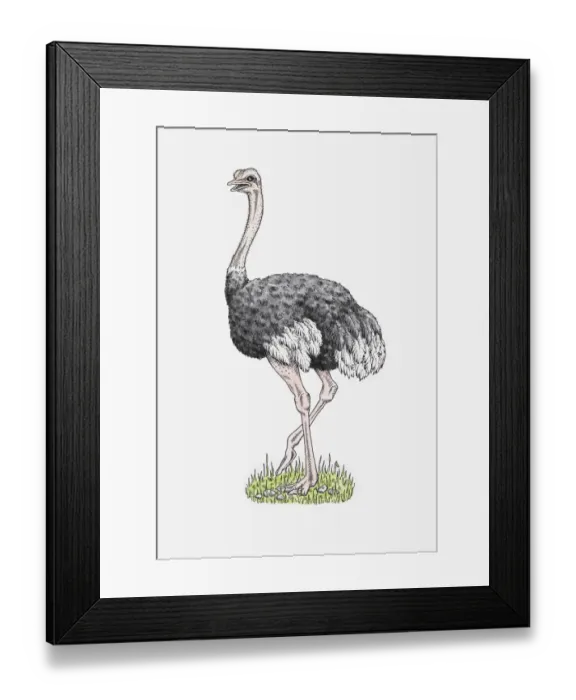 Framed Print : Illustration of male Ostrich (Struthio camelus) standing on grass