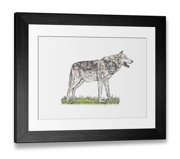 Framed Print : Illustration of Grey Wolf (Canis lupus) standing on grass Framed Print : Illustration of Grey Wolf (Canis lupus) standing on grass