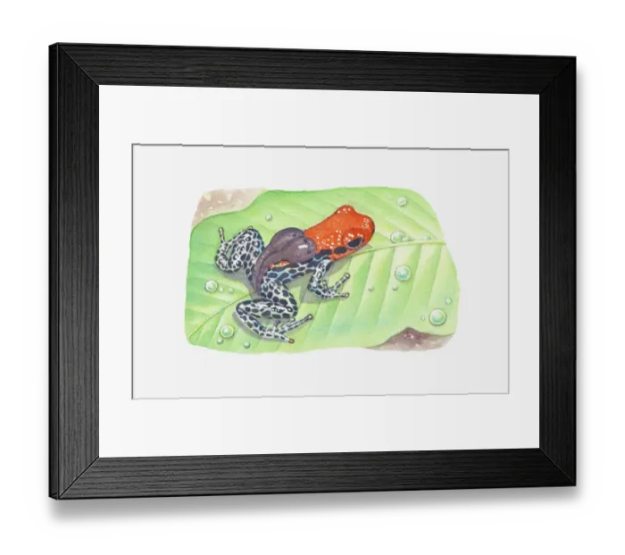 Framed Print : Illustration of a tadpole-carrying poison dart frog (Dendrobatidae) Framed Print : Illustration of a tadpole-carrying poison dart frog (Dendrobatidae)