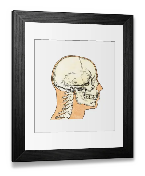 Framed Print : Illustration of skull and profile of adult male Framed Print : Illustration of skull and profile of adult male
