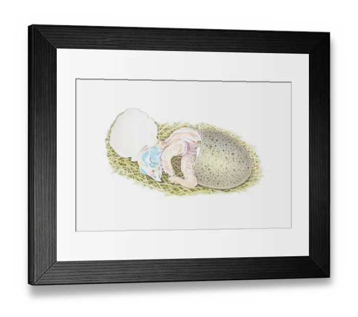 Framed Print : Illustration of a falcon chick hatching Framed Print : Illustration of a falcon chick hatching