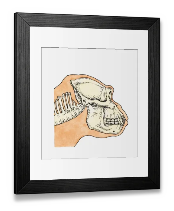 Framed Print : Illustration of skull on profile of adult Gorilla (Gorilla gorilla) Framed Print : Illustration of skull on profile of adult Gorilla (Gorilla gorilla)