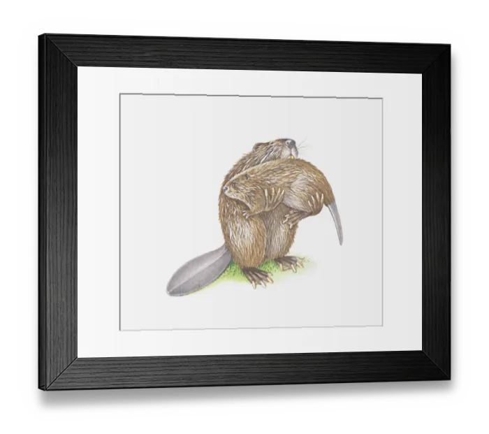 Framed Print : Illustration of adult beaver carrying young Framed Print : Illustration of adult beaver carrying young