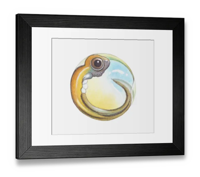 Framed Print : Illustration of tadpole inside egg
