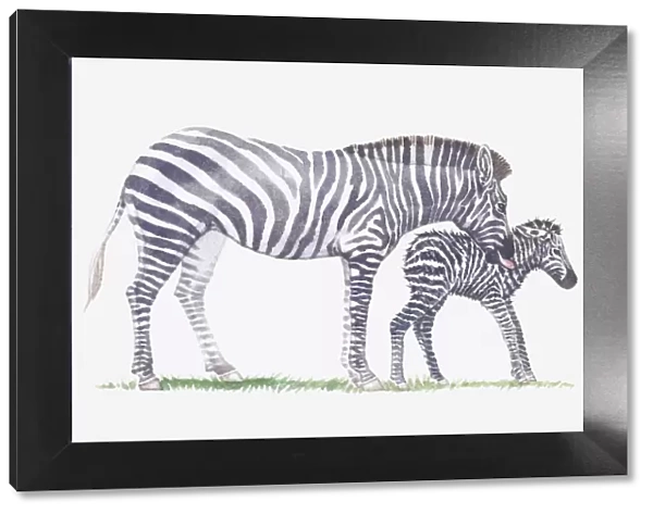 Illustration of adult zebra and baby zebra