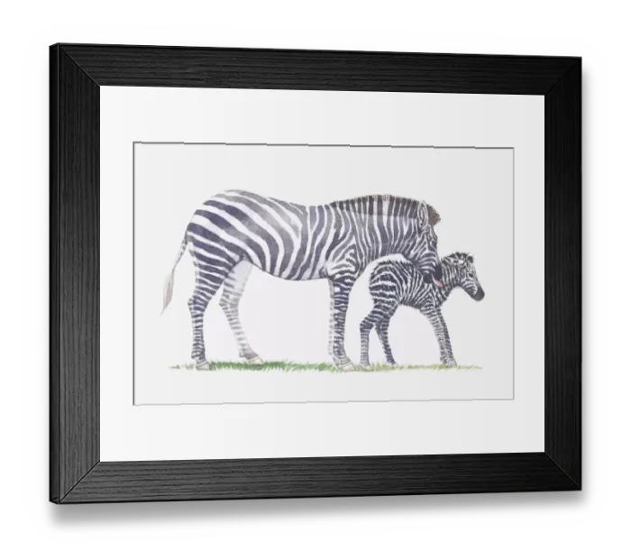 Framed Print : Illustration of adult zebra and baby zebra Framed Print : Illustration of adult zebra and baby zebra