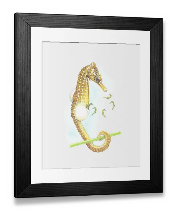 Framed Print : Illustration of seahorse giving birth Framed Print : Illustration of seahorse giving birth