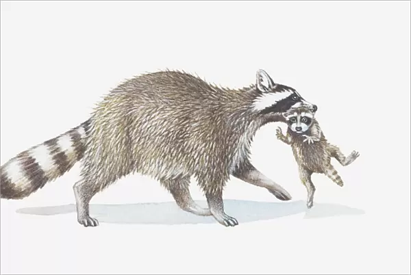 Illustration of raccoon carrying young