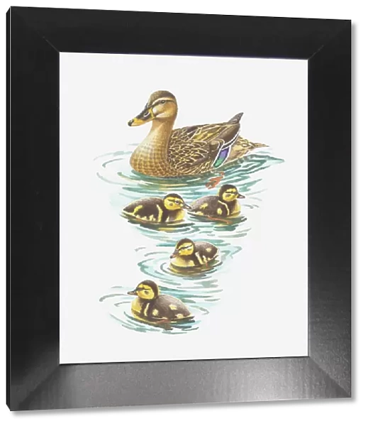 Illustration of mallard duck with ducklings
