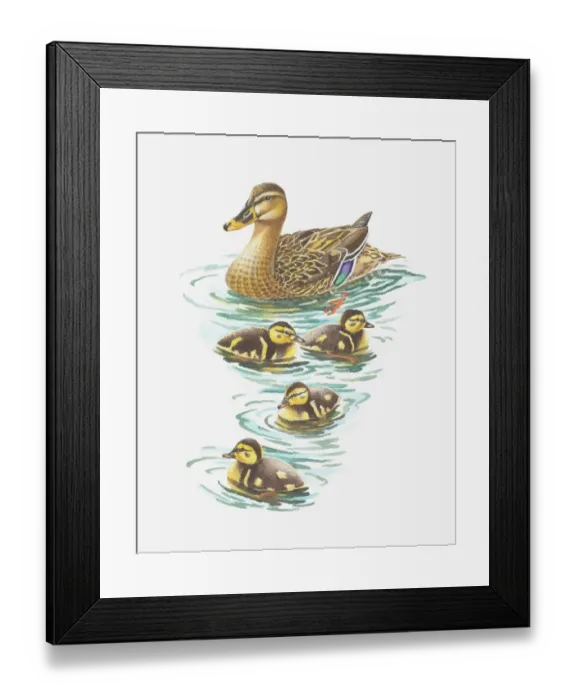 Framed Print : Illustration of mallard duck with ducklings Framed Print : Illustration of mallard duck with ducklings