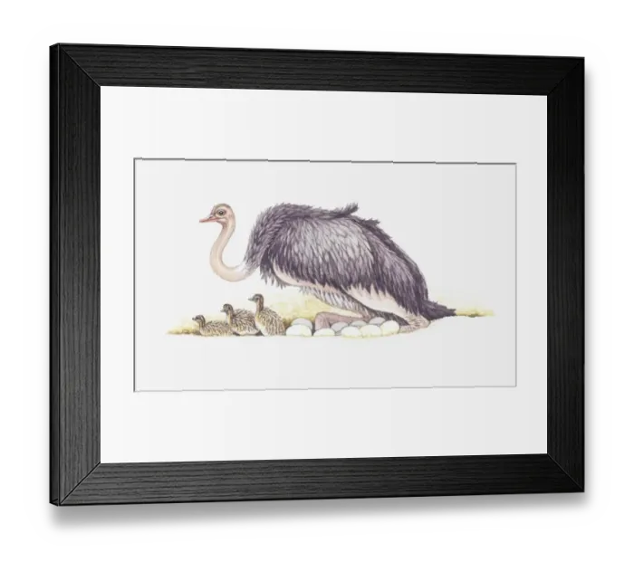 Framed Print : Illustration of adult ostrich with nest full of eggs and newly hatched baby ostriches Framed Print : Illustration of adult ostrich with nest full of eggs and newly hatched baby ostriches