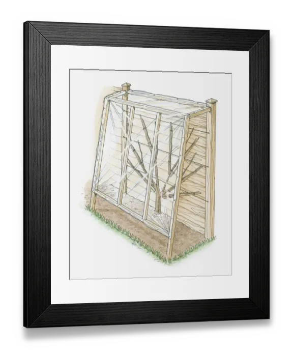 Framed Print : Illustration of peach tree covered to protect it against peach leaf curl Framed Print : Illustration of peach tree covered to protect it against peach leaf curl