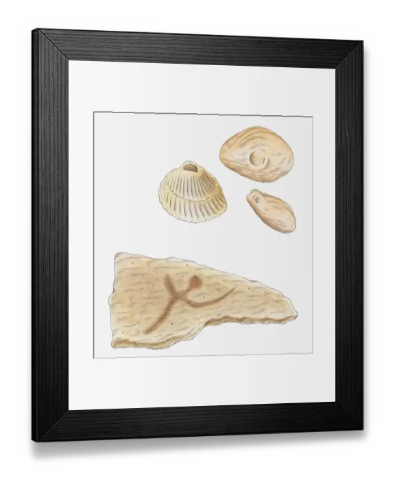 Framed Print : Illustration of fossilised molluscs Framed Print : Illustration of fossilised molluscs