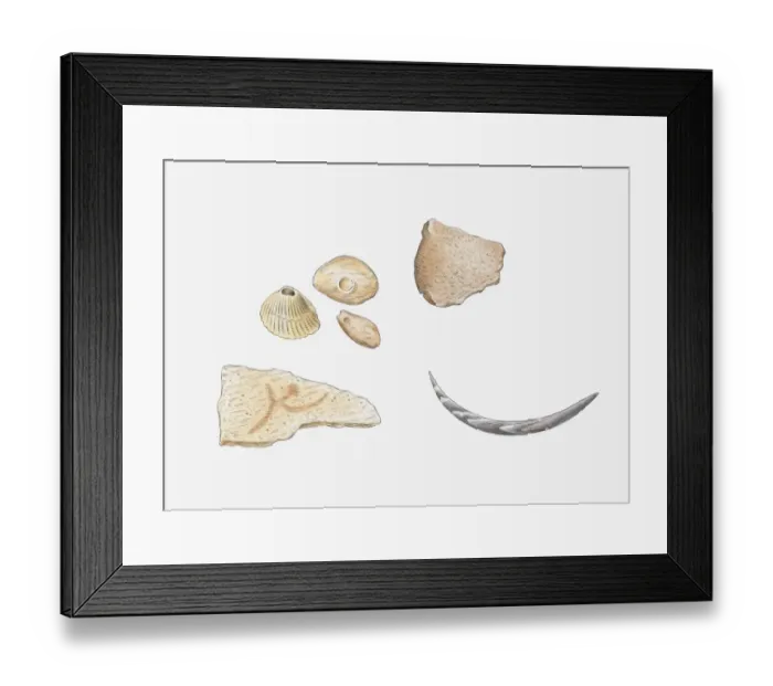 Framed Print : Illustration of fossilised molluscs Framed Print : Illustration of fossilised molluscs