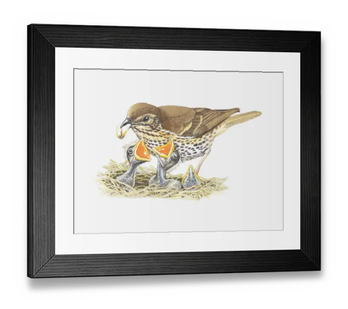 Framed Print : Illustration of a thrush feeding its young in nest