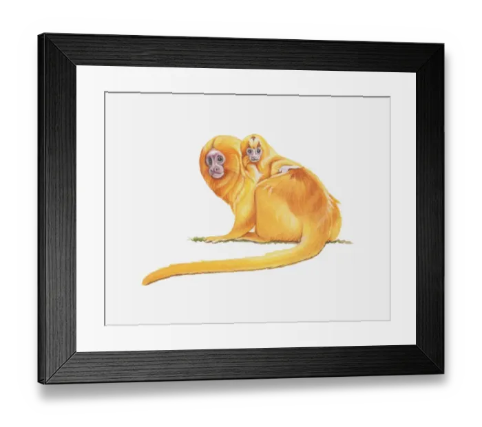 Framed Print : Illustration of Golden lion tamarin (Leontopithecus rosalia), baby monkey perching on adult monkeys back