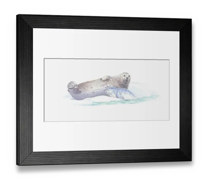 Framed Print : Illustration of adult and baby seal resting on ice floe Framed Print : Illustration of adult and baby seal resting on ice floe