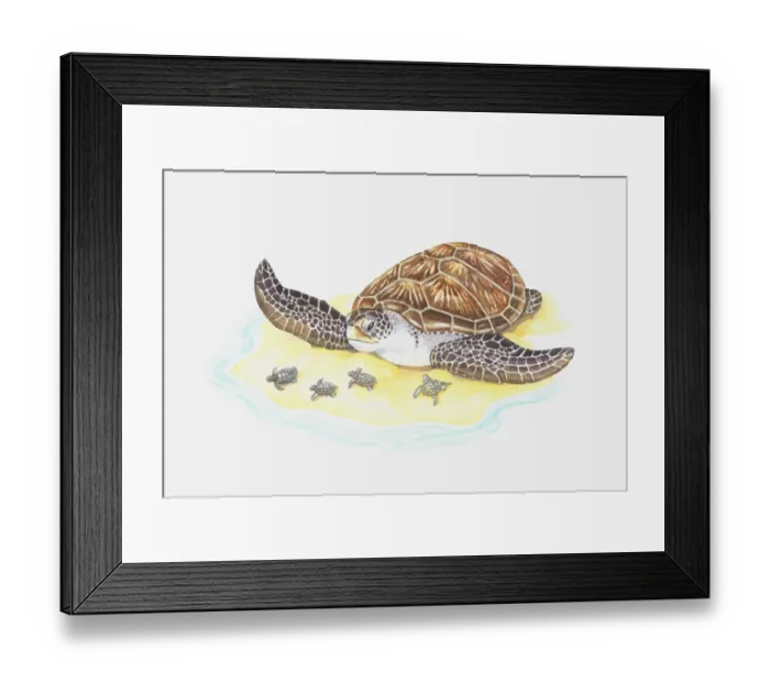 Framed Print : Illustration of sea turtle with babies