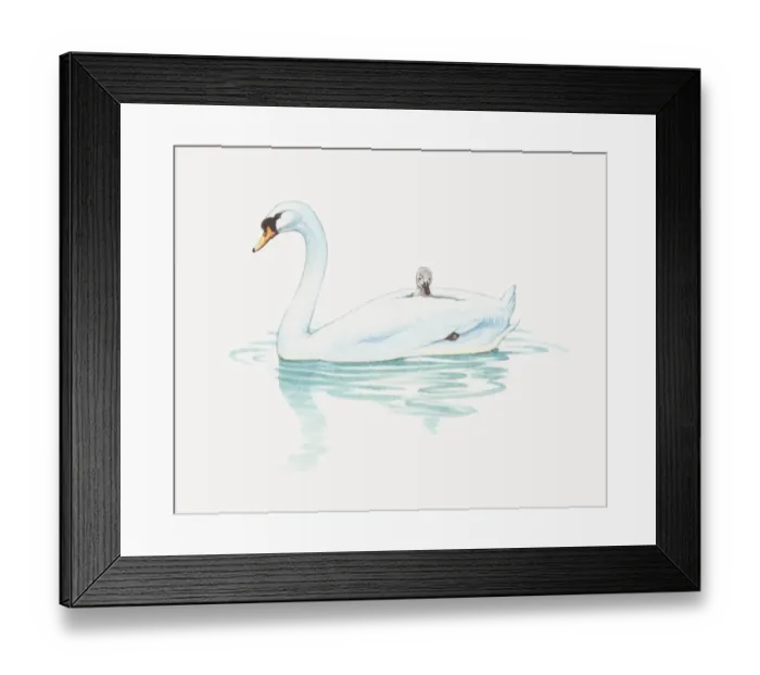 Framed Print : Illustration of cygnet riding on back of adult swan Framed Print : Illustration of cygnet riding on back of adult swan