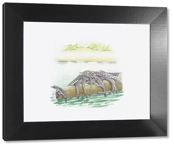 Illustration of baby crocodiles on log