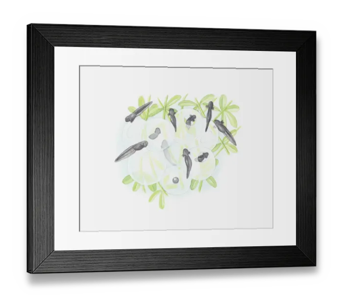 Framed Print : Illustration of tadpoles emerging from eggs Framed Print : Illustration of tadpoles emerging from eggs