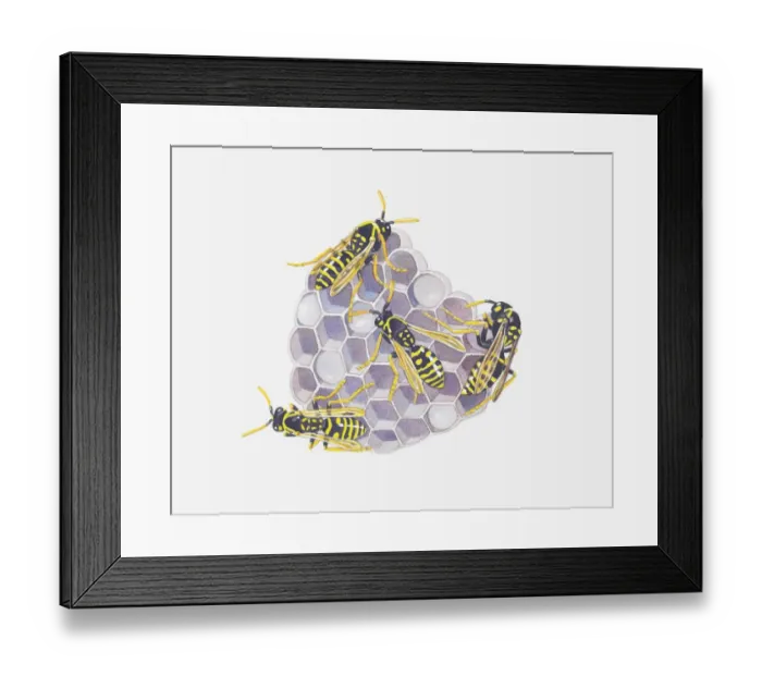 Framed Print : Illustration of wasps on nest Framed Print : Illustration of wasps on nest