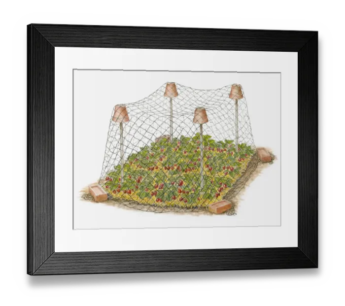 Framed Print : Illustration of plants being protected from birds and rodents by netting