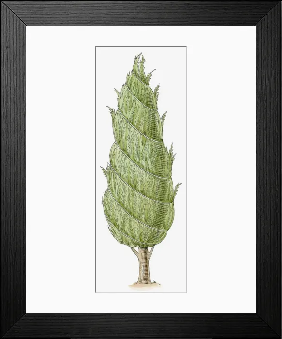 Framed Print : Illustration of conifer with wire wrapped around it, to protect it in winter and stop snow from weighing the tree down Framed Print : Illustration of conifer with wire wrapped around it, to protect it in winter and stop snow from weighing the tree down