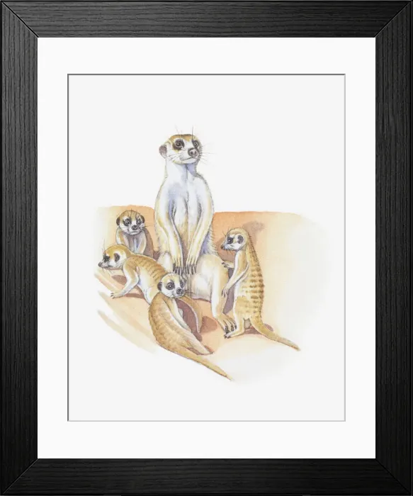 Framed Print : Illustration of meerkat with babies Framed Print : Illustration of meerkat with babies