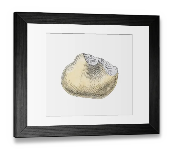 Framed Print : Illustration of ancient stone tool, Vallonnet Cave, France Framed Print : Illustration of ancient stone tool, Vallonnet Cave, France