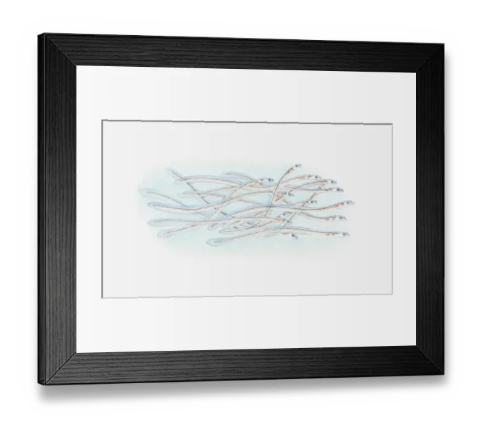 Framed Print : Illustration of Oligodendrocyte glia cell or neuroglia Framed Print : Illustration of Oligodendrocyte glia cell or neuroglia