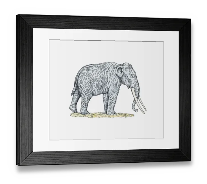 Framed Print : Illustration of an elephant