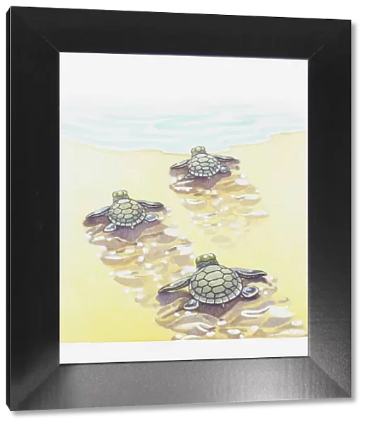 Illustration of baby sea turtles making their way to the water