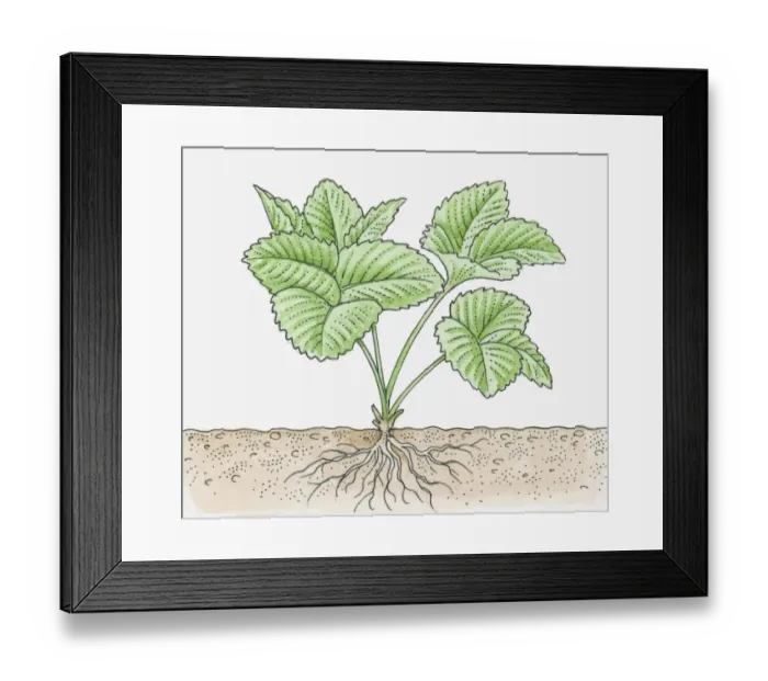 Framed Print : Illustration of strawberry plant with roots Framed Print : Illustration of strawberry plant with roots