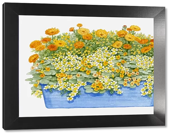 Illustration of windowbox containing Limnanthes douglasii (Poached egg plant), Calendula officinalis (Pot marigold), Tropaeolum nanum Tom Thumb (Nasturtium)