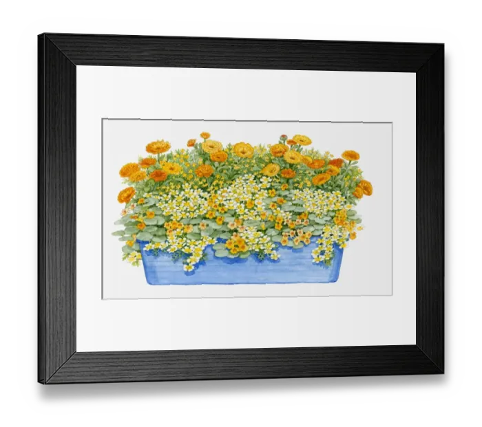 Framed Print : Illustration of windowbox containing Limnanthes douglasii (Poached egg plant), Calendula officinalis (Pot marigold), Tropaeolum nanum Tom Thumb (Nasturtium) Framed Print : Illustration of windowbox containing Limnanthes douglasii (Poached egg plant), Calendula officinalis (Pot marigold), Tropaeolum nanum Tom Thumb (Nasturtium)
