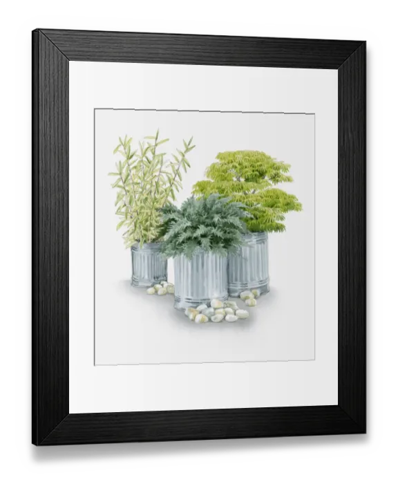 Framed Print : Illustration of plants grown in metal containers, Pleioblastus auricomus (Bamboo), Acer palmatum var dissectum (Japanese maple) and Juniperus procumenbs Nana (Bonin Island juniper)
