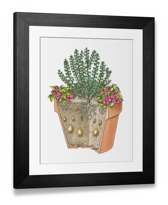 Framed Print : Cross-section illustration of various plants grown in single container Framed Print : Cross-section illustration of various plants grown in single container