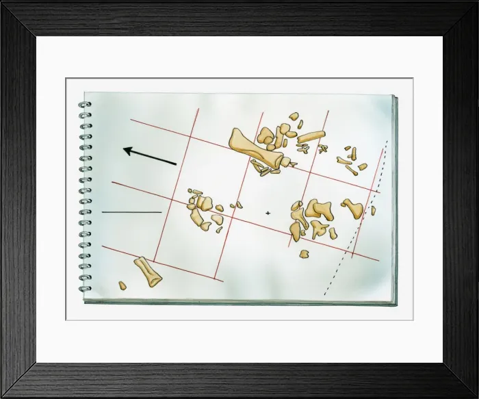 Framed Print : Illustration of palaeontological chart showing position of dinosaur bones discovered during a dig Framed Print : Illustration of palaeontological chart showing position of dinosaur bones discovered during a dig
