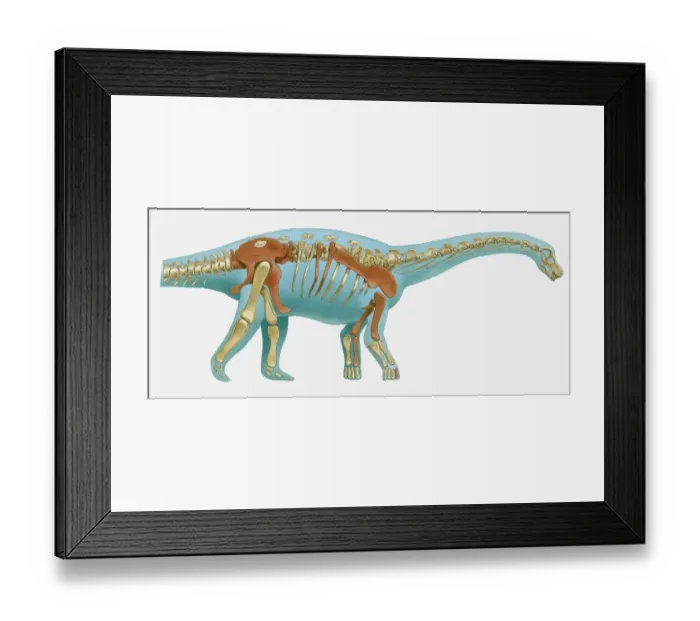 Framed Print : Illustration of reconstructed skeleton of sauropod dinosaur Framed Print : Illustration of reconstructed skeleton of sauropod dinosaur