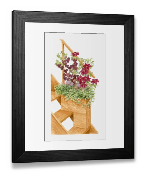 Framed Print : Illustration of plants in container at the edge of a set of steps, including Vitis vinifera Purpurea, Allium karataviense and Plectranthus forsteri Marginatus Framed Print : Illustration of plants in container at the edge of a set of steps, including Vitis vinifera Purpurea, Allium karataviense and Plectranthus forsteri Marginatus