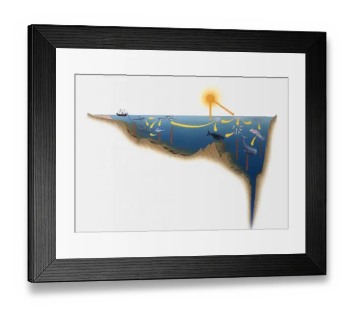 Framed Print : Illustration of ocean life forms and effects of sunlight Framed Print : Illustration of ocean life forms and effects of sunlight