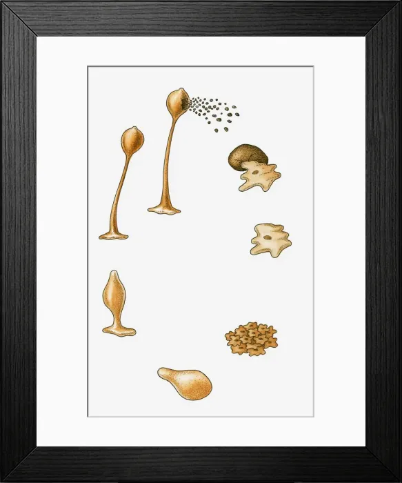 Framed Print : Illustration of reproduction cycle of slime mould (protist)