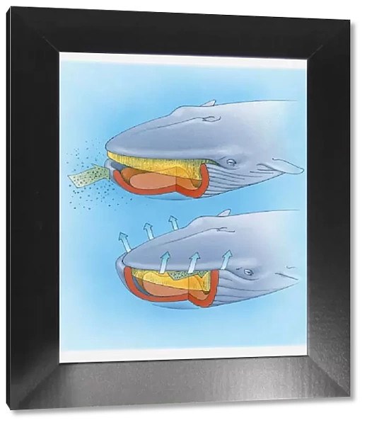 Diagram showing how baleen whale eats plankton and krill