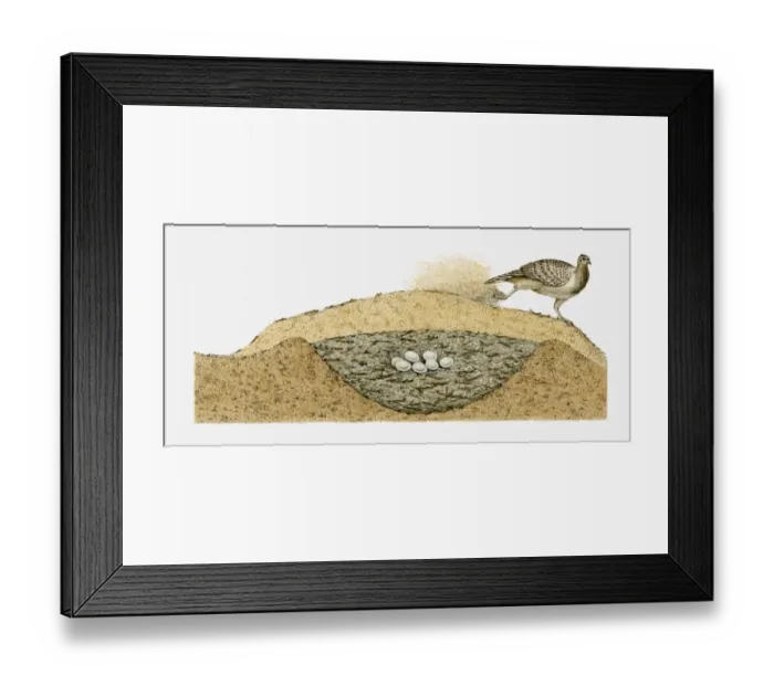 Framed Print : Illustration of Malleefowl (Leipoa ocellata) covering its eggs with sand Framed Print : Illustration of Malleefowl (Leipoa ocellata) covering its eggs with sand